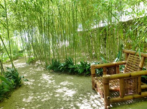 bamboo garden